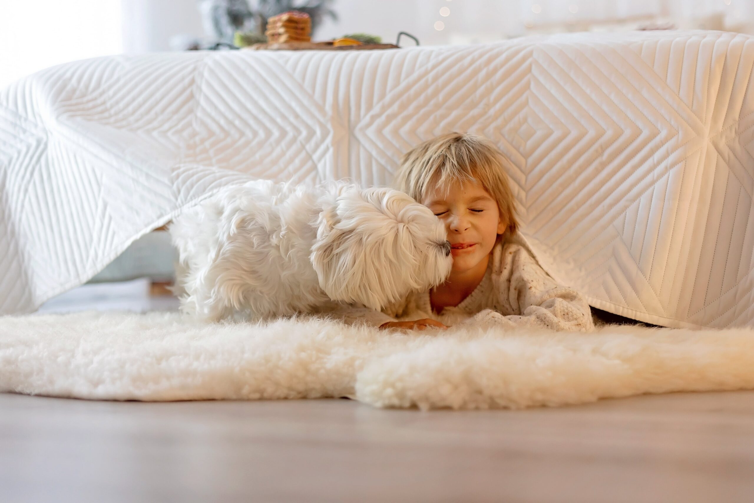 Ein kleiner blonder Junge, der unter dem Bett hervorschaut und sich von seinem weißen kleinen Hund das Gesicht ablecken lässt