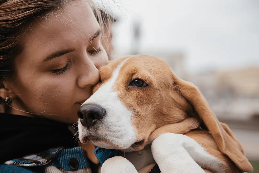 Blog PUREMANENT Pet